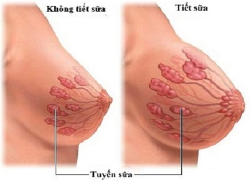 Sự thay đổi của ngực khi mang thai mà mẹ bầu cần biết
