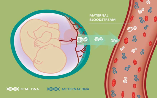 Sự khác biệt giữa xét nghiệm Double test, Triple test và NIPT