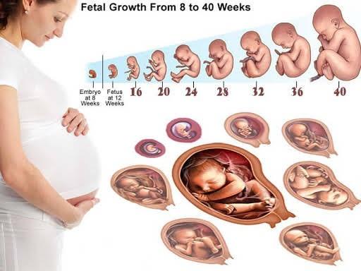 Siêu âm lúc nào tính tuổi thai chính xác nhất 