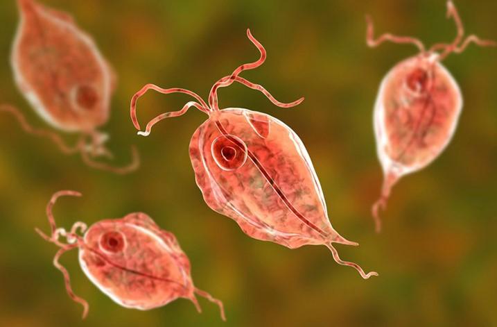 Viêm âm đạo do nhiễm trùng roi (Trichomonas vaginalis)