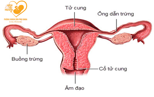 Âm đạo ở nữ giới và những điều cần biết?