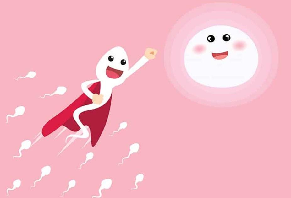 Quá trình thụ thai diễn ra như thế nào?