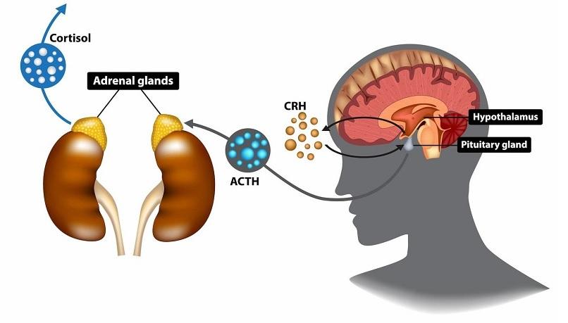 Mục đích và chỉ định xét nghiệm ACTH