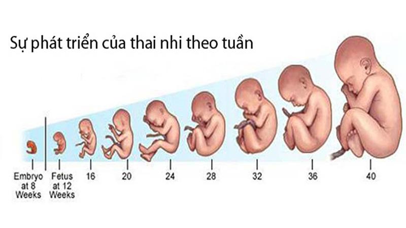 Cân nặng và chiều dài thai nhi theo tiêu chuẩn WHO