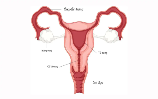 Cổ tử cung cao có khó mang thai không?