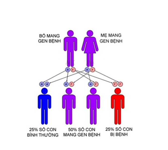 Sơ đồ di truyền bệnh lý thalassemia