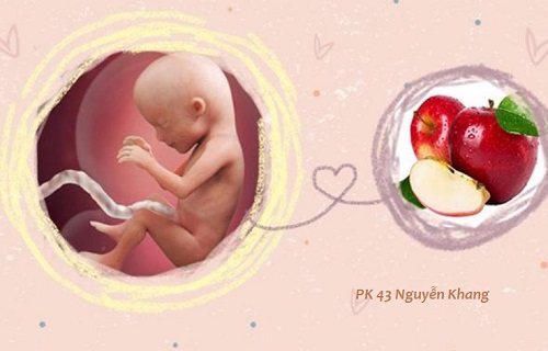Sự phát triển của thai 15 tuần