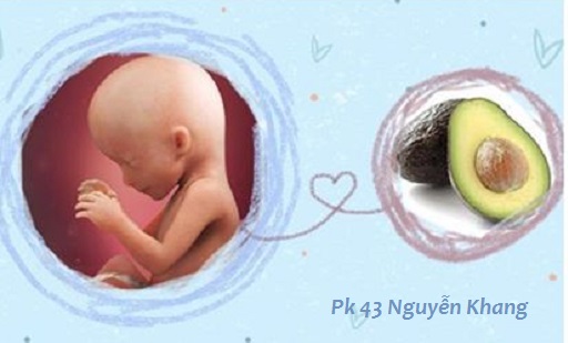 Sự phát triển của thai 16 tuần