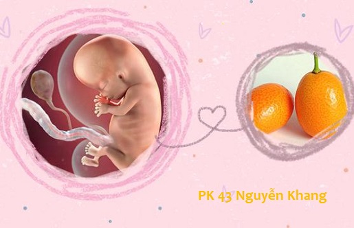 sự phát triển của thai 10 tuần