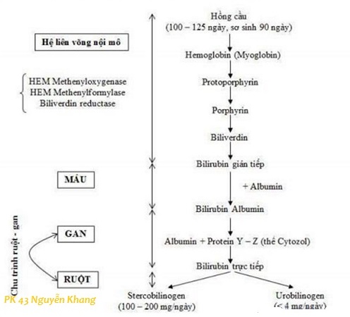 Hội chứng và da tăng Bilirubin ở trẻ sơ sinh