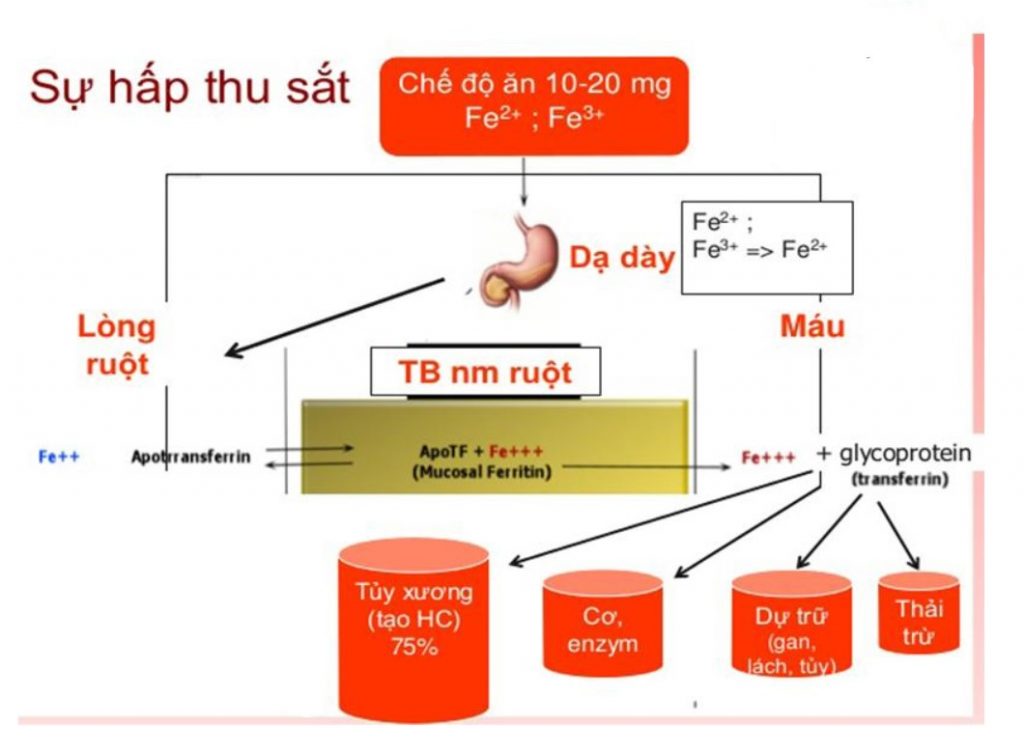 Vì sao nên uống sắt với nước cam?