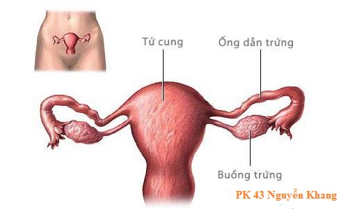 Nguyên nhân của vòng kinh không phóng noãn