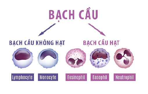 Ý nghĩa các chỉ số bạch cầu trong xét nghiệm máu