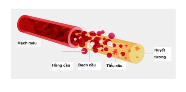 xuất huyết giảm tiểu cầu tự phát