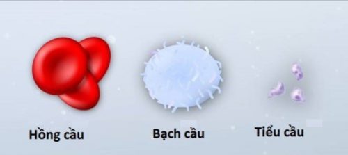 Máu và chức năng của máu