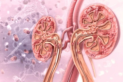 Phân biệt độ lọc cầu thận và độ thanh thải của thận