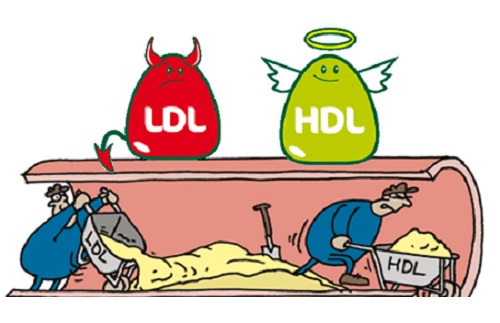 Tìm hiểu về chỉ số LDL cholesterol