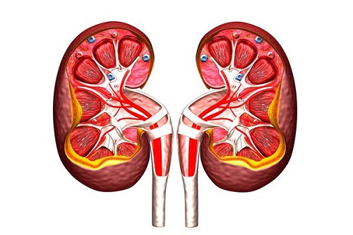 Nguyên nhân gây chỉ số Creatinin tăng