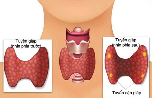 Tuyến cận giáp là gì? tác động của tuyến cận giáp đối với cơ thể