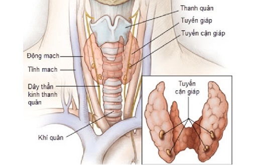 Suy cận giáp là gì? Điều trị như thế nào?