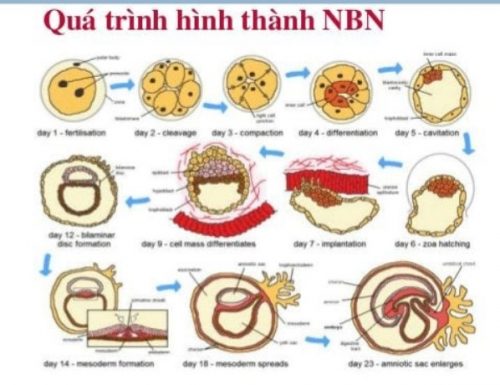 U nguyên bào nuôi là gì?