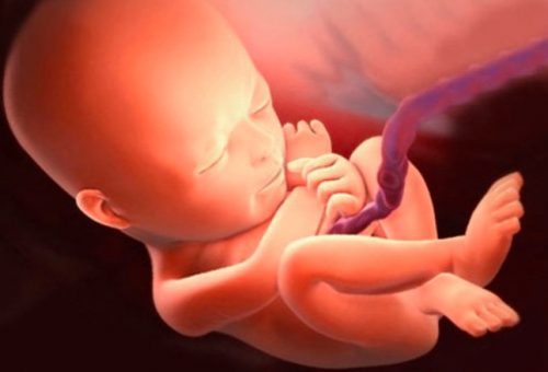 Bạn đã thực sự hiểu gì về dây rốn chưa ?
