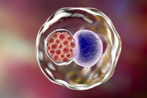 Vi khuẩn chlamydia là gì?