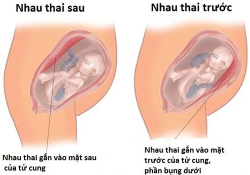 Vai trò của nhau thai trong thai kỳ