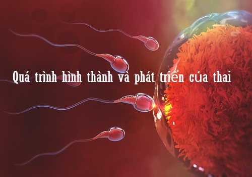 Sự phát triển của thai nhi qua từng tháng