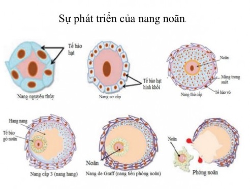 Sự phát triển của nang noãn trước khi trứng rụng