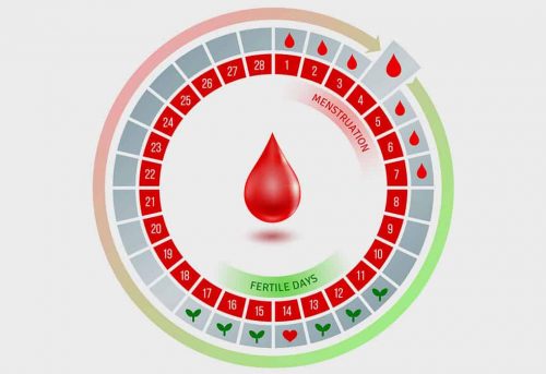 4 Cách tính ngày rụng trứng chuẩn chị em nên biết