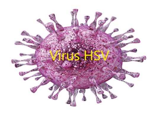 Virus Herpes HSV là gì?