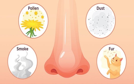 viêm mũi dị ứng khi mang thai
