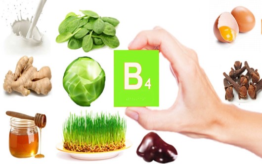 Gợi ý thực phẩm giàu vitamin B4