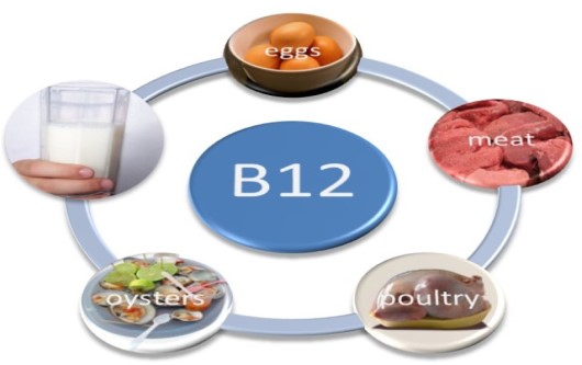 Vai trò của vitamin B12 đối với cơ thể