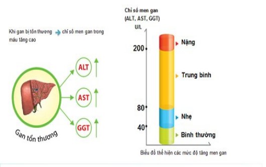 Xét nghiệm AST là gì? Bao nhiêu là nguy hiểm