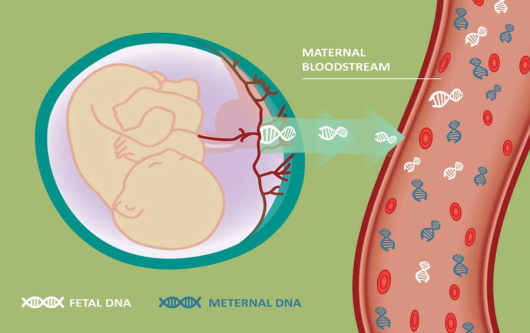 Sự khác biệt giữa xét nghiệm Double test, Triple test và Nipt