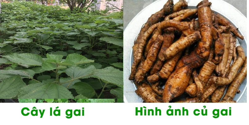 củ gai là gì