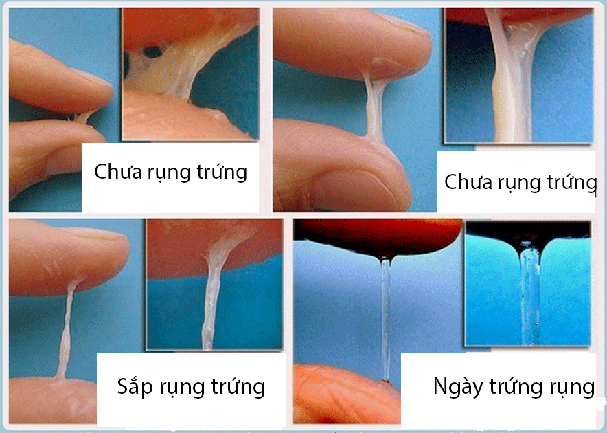 Cách canh ngày rụng trứng chuẩn 