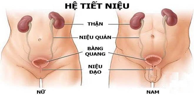 viêm thận bể thận cấp