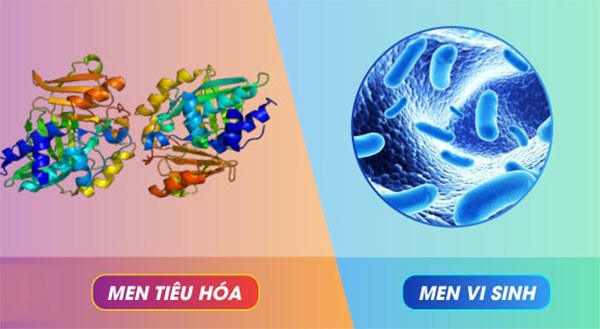 men vi sinh và men tiêu hóa