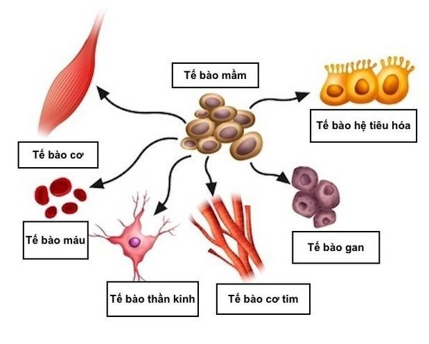 khối u tế bào mầm